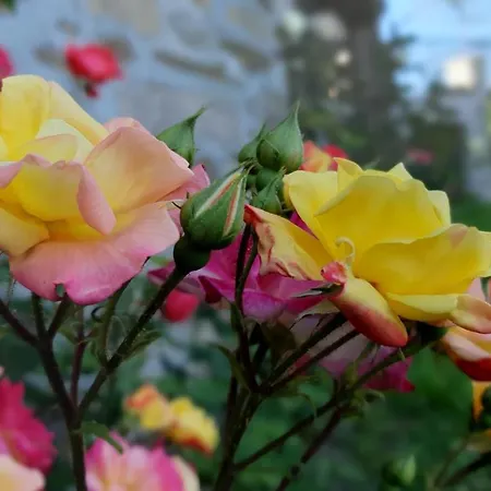 Casa Caminho Da Ponte Privatunterkunft *