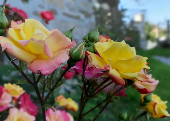 Casa Caminho Da Ponte 民宿 *