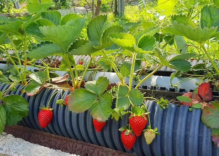 Privatunterkunft Casa Caminho Da Ponte Monção